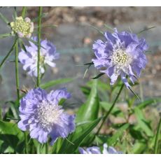 Scabiosa caucasica 'Perfecta'