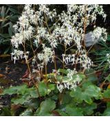 Saxifraga cortusifolia var. fortunei '