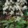 Saxifraga cortusifolia var. fortunei '