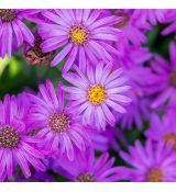 Aster amellus 'Brilliant'