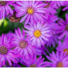 Aster amellus 'Brilliant'