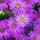 Aster amellus 'Brilliant'