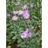 Aster amellus 'Brilliant'