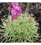 Armeria maritima 'Ninty Fifty'