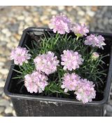 Armeria juniperifolia 'New Zeland Form'