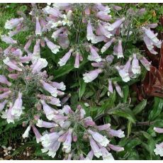 Penstemon hirsutum