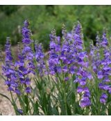 Penstemon strictus