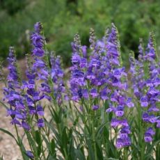 Penstemon strictus