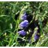 Penstemon strictus