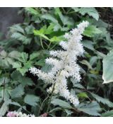 Astilbe japonica ''Ellie''