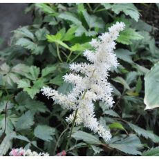 Astilbe japonica ''Ellie''