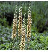 Digitalis lutea