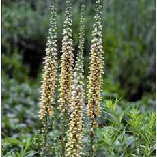 Digitalis lutea