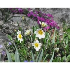 Dryas octopetala