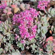 Sedum cyaneum 'Sachalin'