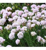 Armeria maritima 'Rosea'