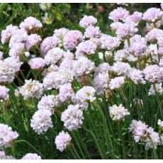 Armeria maritima 'Rosea'