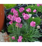 Armeria maritima 'Splendens'