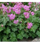 Geranium x cantabrigiense 'Karmina'