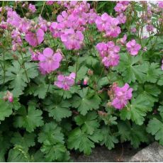 Geranium x cantabrigiense 'Karmina'