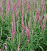 Veronica longifolia 'Rosea'