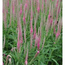 Veronica longifolia 'Rosea'