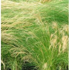 Stipa tenuissima 'Ponytails' K9