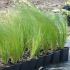 Stipa tenuissima 'Ponytails' K9