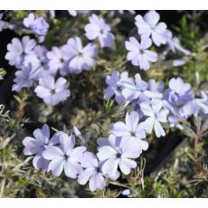 Phlox 'Dobrá Modrá'