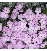 Phlox douglasii  'Lachsjuwel'