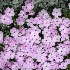 Phlox douglasii  'Lachsjuwel'