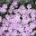 Phlox douglasii  'Lachsjuwel'