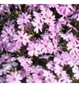 Phlox subulata 'Fort Hill'