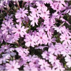 Phlox subulata 'Fort Hill'