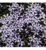 Phlox 'Oakington Blue Eyes’