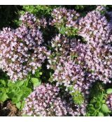 Origanum vulgare 'Compactum'