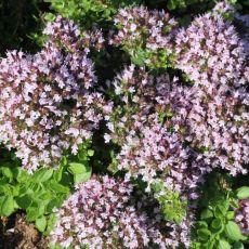 Origanum vulgare 'Compactum'