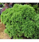 Picea glauca 'Alberta Globe'