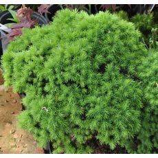 Picea glauca 'Alberta Globe'