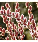 Salix gracilistyla 'Mount Aso'