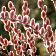 Salix gracilistyla 'Mount Aso'