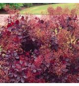 Cotinus coggygria 'Lilla'