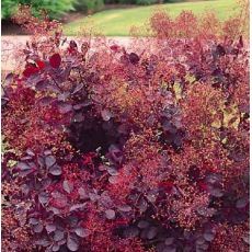 Cotinus coggygria 'Lilla'