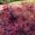Cotinus coggygria 'Lilla'