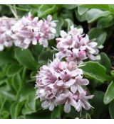 Valeriana supina K9