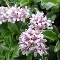 Valeriana supina K9