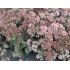 Sedum telephium 'Matrona' K9