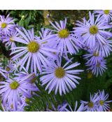 Aster frikartii 'Monch' K9