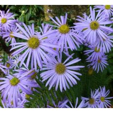 Aster frikartii 'Monch' K9