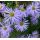 Aster frikartii 'Monch' K9